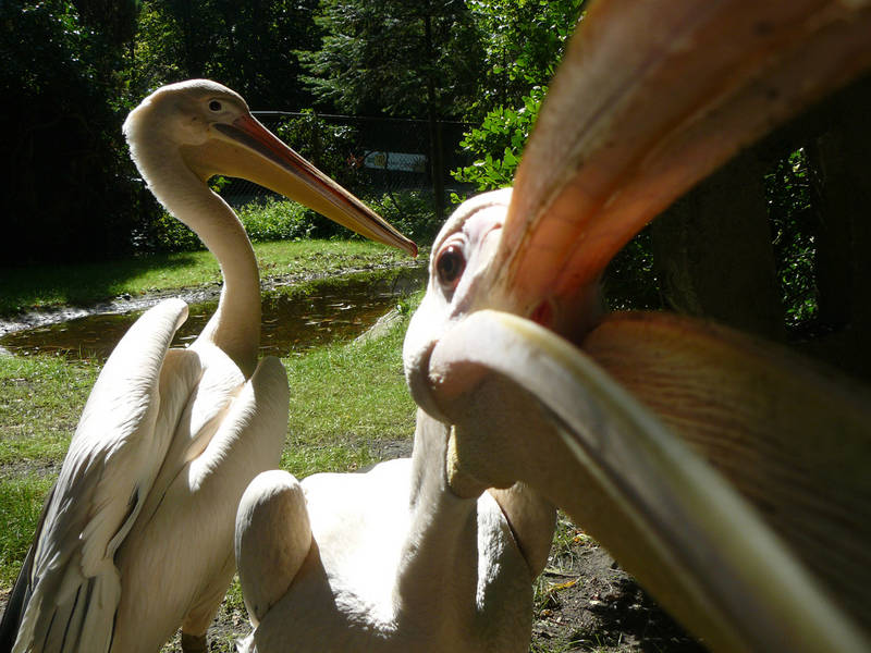 Pelicans