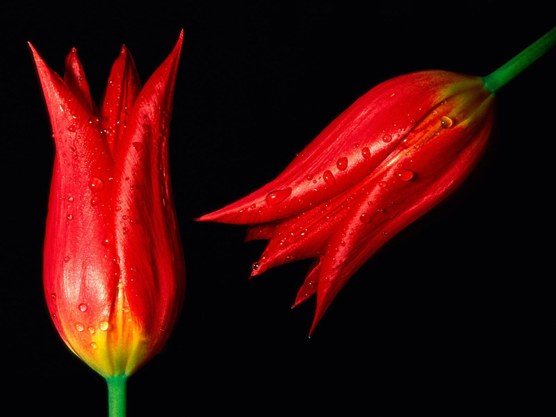 Tulips