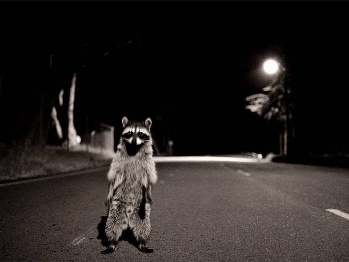 Raccoon