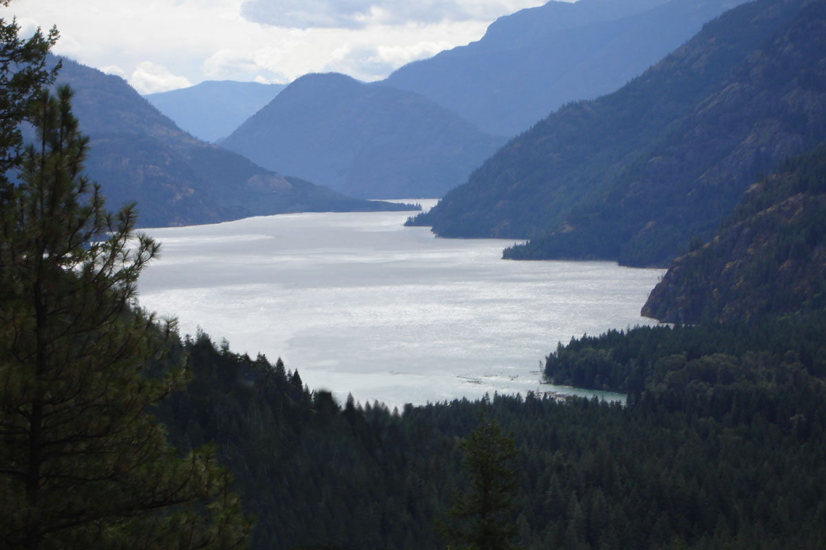 Obscured View - Tree No More